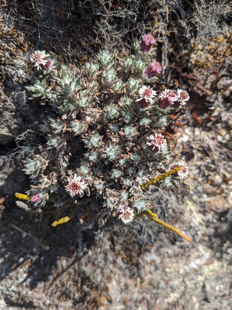 Westoniella triunguifolia