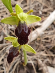 Ophrys fusca