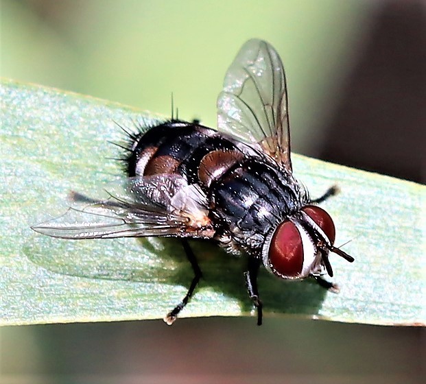 Winthemia queenslandica