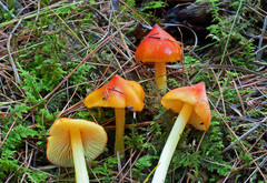 Hygrocybe acutoconica microspora