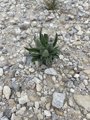 Plantago helleri