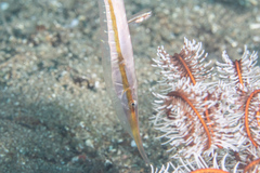 Centriscus scutatus