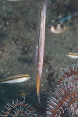 Centriscus scutatus