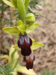 Ophrys fusca