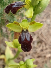 Ophrys fusca
