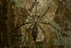 Tamopsis brisbanensis