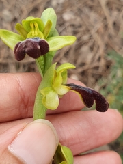 Ophrys fusca