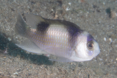 Amblypomacentrus breviceps