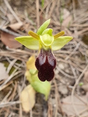 Ophrys fusca
