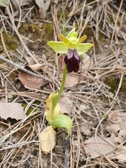 Ophrys fusca