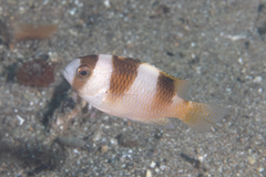 Amblypomacentrus breviceps