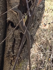 Trachylepis planifrons