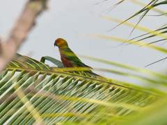 Aratinga auricapillus