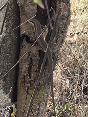 Trachylepis planifrons