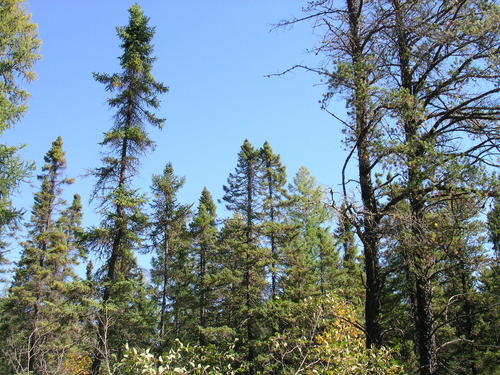 black spruce