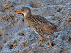 Rallus longirostris