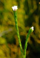 Euchaetis avisylvana
