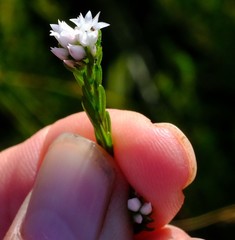 Euchaetis avisylvana