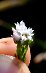 Euchaetis avisylvana