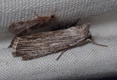 Catabena lineolata