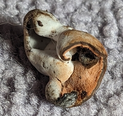 Helvella solitaria
