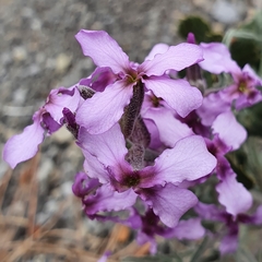 Matthiola fruticulosa