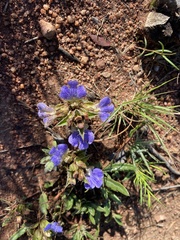 Blepharis subvolubilis