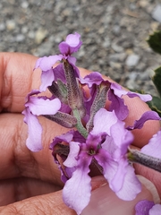 Matthiola fruticulosa