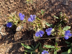 Blepharis subvolubilis