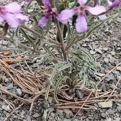 Matthiola fruticulosa
