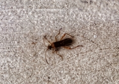 Burtinus notatipennis