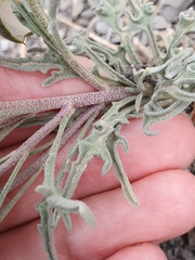 Matthiola fruticulosa