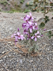 Matthiola fruticulosa