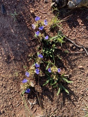 Blepharis subvolubilis