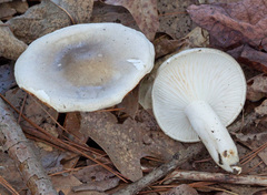Hygrophorus occidentalis