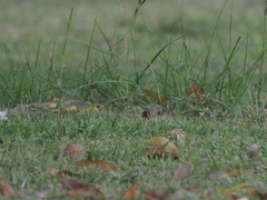 Ctenomys