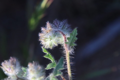 Phacelia cicutaria hispida