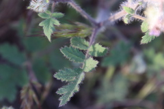 Phacelia cicutaria hispida