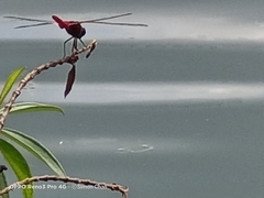 Aethriamanta brevipennis