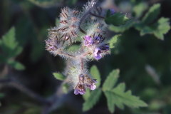 Phacelia cicutaria hispida