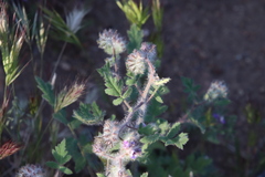 Phacelia cicutaria hispida