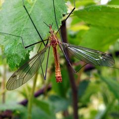Tipula lunata