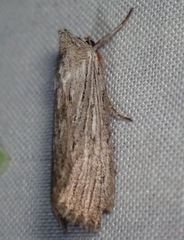 Catabena lineolata