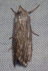 Catabena lineolata