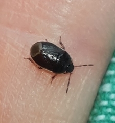 Canthophorus maculipes