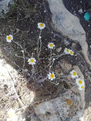 Anthemis peregrina
