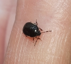 Canthophorus maculipes