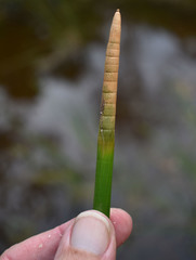 Eleocharis dulcis