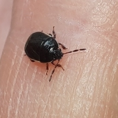 Canthophorus maculipes