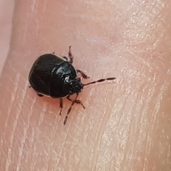 Canthophorus maculipes